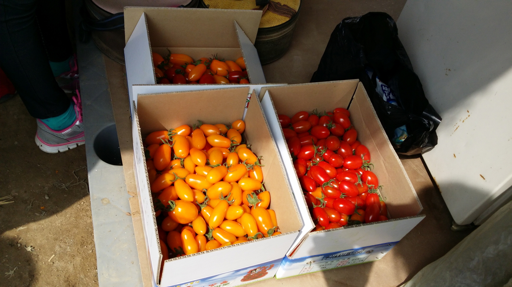 맛따라 요리교실 토마토 수확체험 